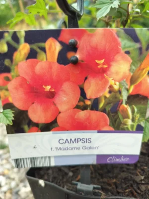 Trompetblomst (campsis) 'madame galen' Trompetblomst (campsis) 'madame galen'