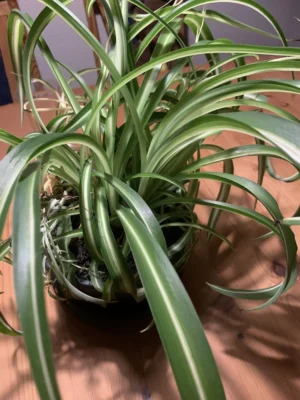 Væddeløber (Chlorophytum comosum)