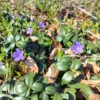 Vintergrøn (vinca minor)