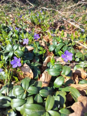 Vintergrøn (vinca minor)