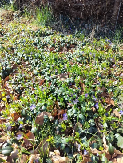 Vintergrøn (vinca minor)