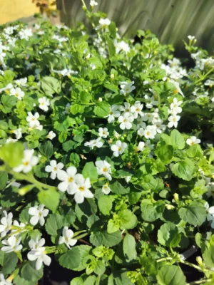 Bacopa (hvid)