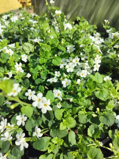 Bacopa (hvid)