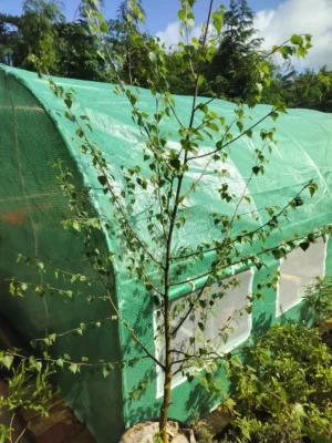 Vortebirk / Birketræ