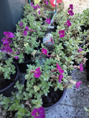 blåpude Blåpude 'ida'