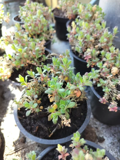 blåpude Blåpude 'ida'