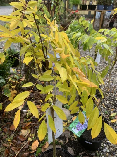 Japansk Blåregn 'Macrobotrys'