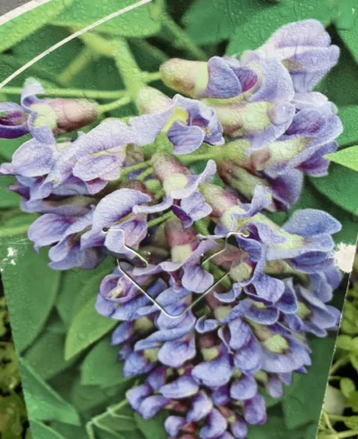 Kinesisk Blåregn 'longwood purple'