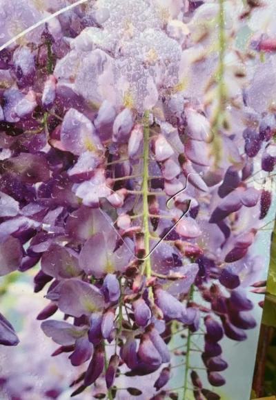 kinesisk Blåregn 'prolific'