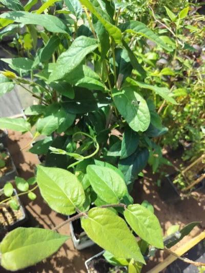 Caprifolie ‘delavayi’