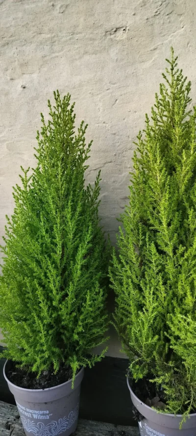 Citroncypres 'Goldcrest Wilma'