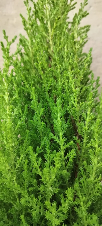 Citroncypres 'Goldcrest Wilma'