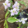 clematis montana 'mayleen'