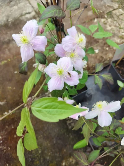 clematis montana 'mayleen'