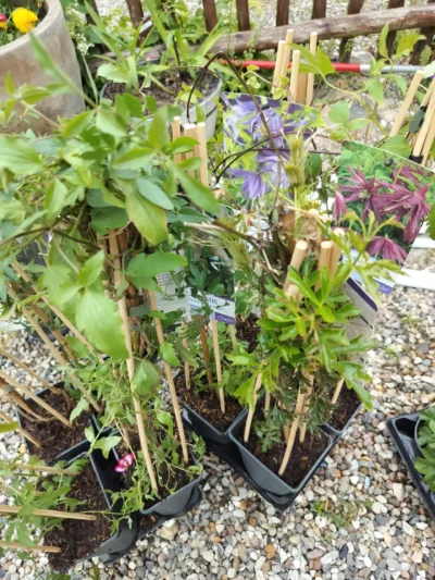 Clematis ‘early sensation’