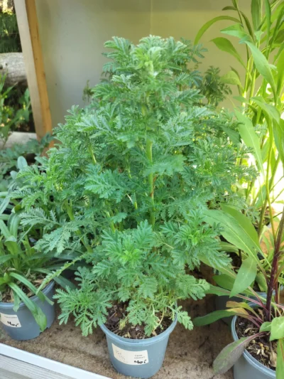 Farvegåseurt (Anthemis tinctoria)