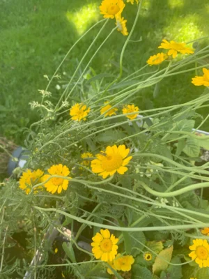 Farvegåseurt (Anthemis tinctoria)