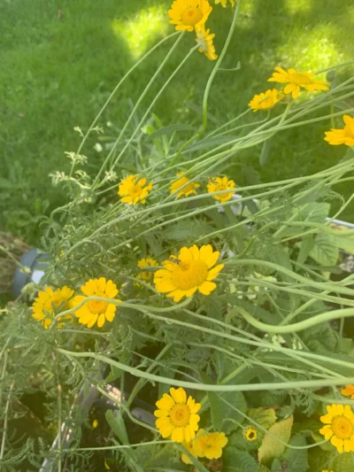 Farvegåseurt (Anthemis tinctoria)