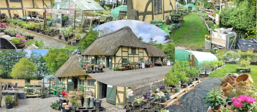 Butik skovbrynet
