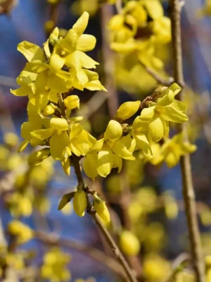 Vårguld (Forsythia)