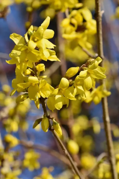 Vårguld (Forsythia)