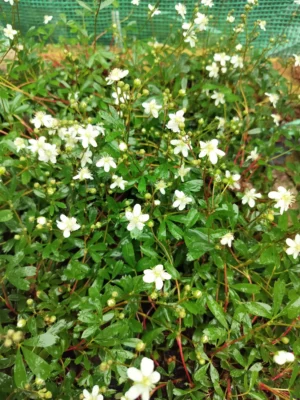 Grøndlandsk potentil 'nuuk'