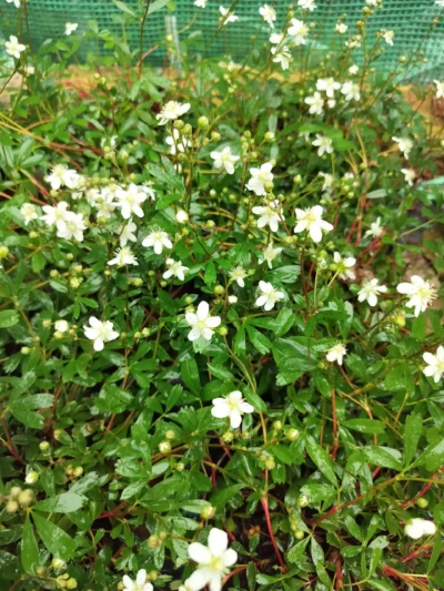 Grøndlandsk potentil 'nuuk'