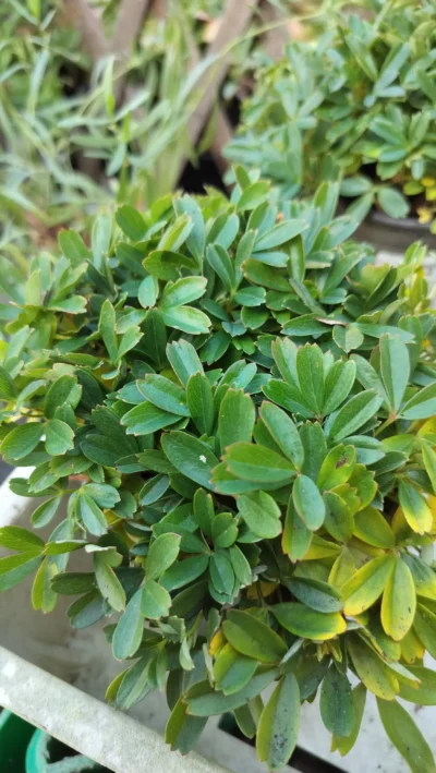 Grøndlandsk potentil 'nuuk'