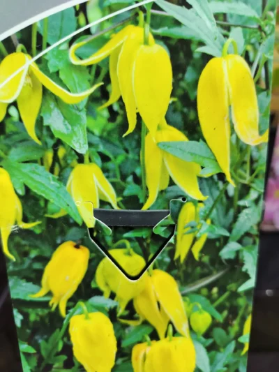 Gul klokkeranke 'Clematis tangutica'