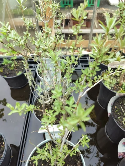 Havtorn ‘pollmix’