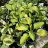 Hosta mix