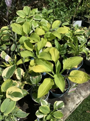 Hosta mix