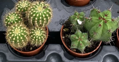 Mini kaktus
