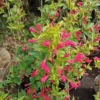 Klokkebusk 'Bristol ruby'