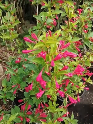 Klokkebusk 'Bristol ruby'