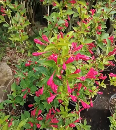 Klokkebusk 'Bristol ruby'