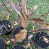 Klokkebusk 'Bristol ruby'