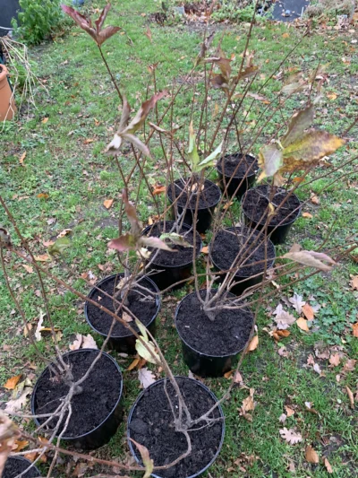 Klokkebusk 'Bristol ruby'