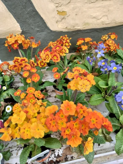 Kodriver (Primula Elatior)