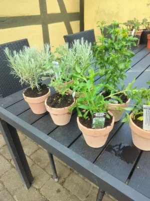 Krydderurter i Lerpotter