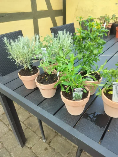 Krydderurter i Lerpotter