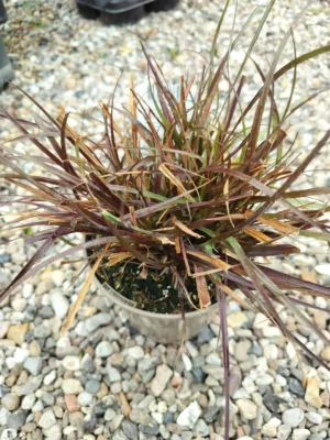 Lampepudsergræs Lampepudsergræs