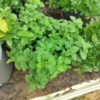 Oregano 'Hot & Spicy'