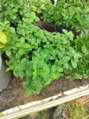 Oregano 'Hot & Spicy'