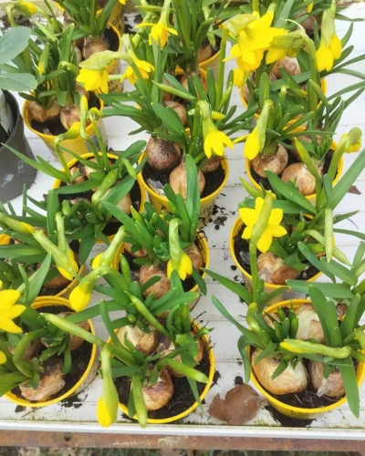 Tête-à-Tête Påskeliljer