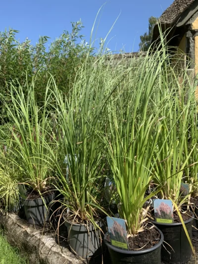 Pampasgræs 'Roi des Roses' / 'Rosea'