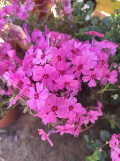 Phlox ‘Goldie Cherry’