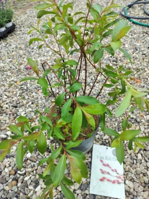 Rødpil ‘mount aso’ i am red cat