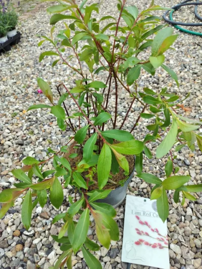 Rødpil ‘mount aso’ i am red cat