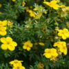 Potentilla 'Goldteppich'